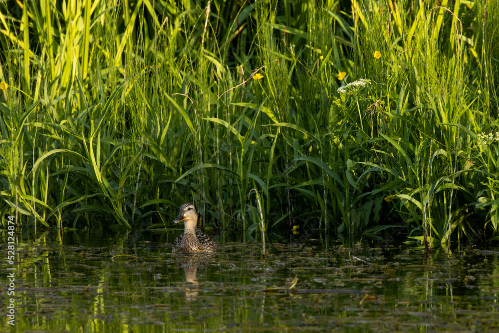 A female Mallard, Anas platyrhynchos swimming on a small river surrounded by lush vegetation. Shot in Estonia, Northern Europe. A female Mallard, Anas platyrhynchos swimming on a small river surrounded by lush vegetation. Shot in Estonia, Northern Europe.