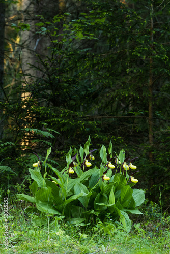 Fototapeta Naklejka Na Ścianę i Meble -  Large shrub of blooming Lady's-slipper orchid in Estonian boreal forest during a late spring morning