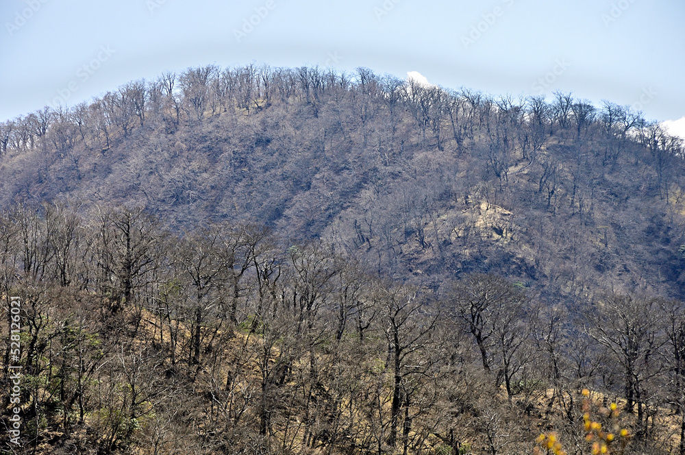Fototapeta premium 丹沢の甲相国境尾根 加入道山より大室山を望む 