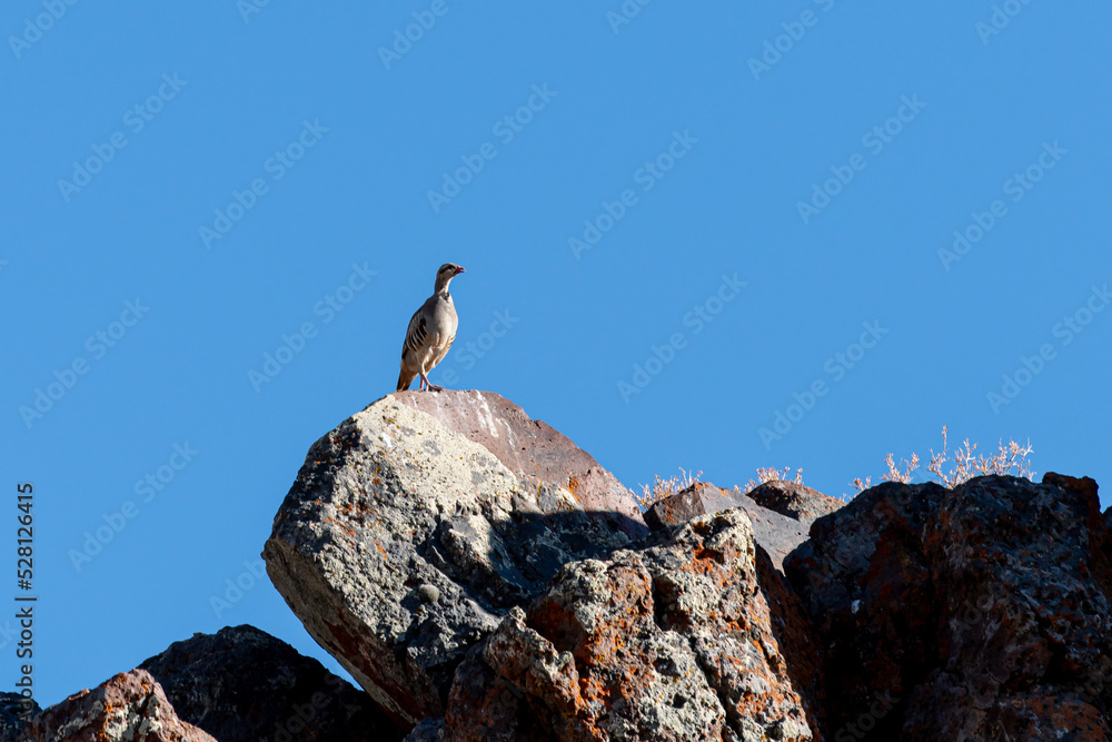 Chukar partridge, Alectoris chukar, in their natural habitat looking out over the Nevada Desert. Chukar partridge, Alectoris chukar, in their natural habitat looking out over the Nevada Desert.