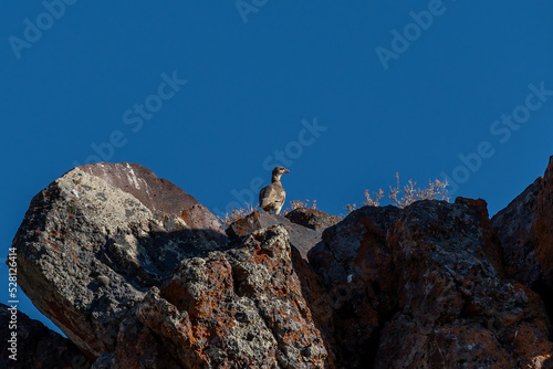 Chukar partridge, Alectoris chukar, in their natural habitat looking out over the Nevada Desert.