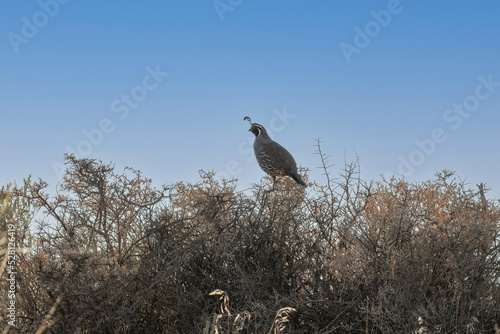 California Quail perching on top of a sagebrush in the desert against a blue sky with copy space.