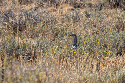 Wild Sage hen or Sage Grouse, Centrocercus urophasianus, walking and hiding in the sagebrush in the Nevada desert