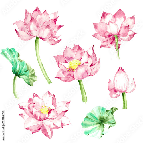 set of watercolor illustration of lotus flowers  isolated on white background