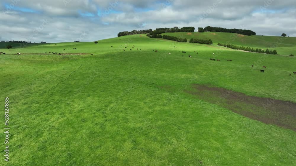 Drone flying over a farm in Australia, with Stud Angus, wagyu, speckle park, Murray grey, Dairy and beef Cows and Bulls grazing on grass and pasture in a field. Drone flying over a farm in Australia, with Stud Angus, wagyu, speckle park, Murray grey, Dairy and beef Cows and Bulls grazing on grass and pasture in a field.