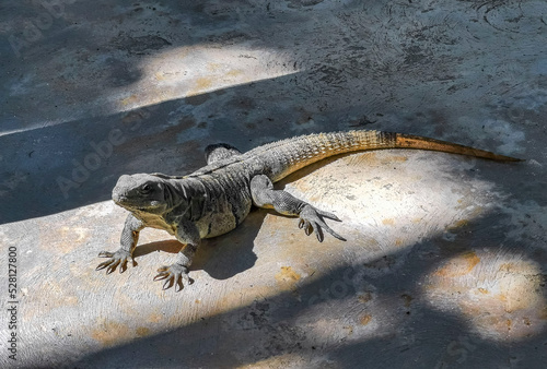 Photography Huge Iguana gecko animal on the ground Contoy Island Mexico.