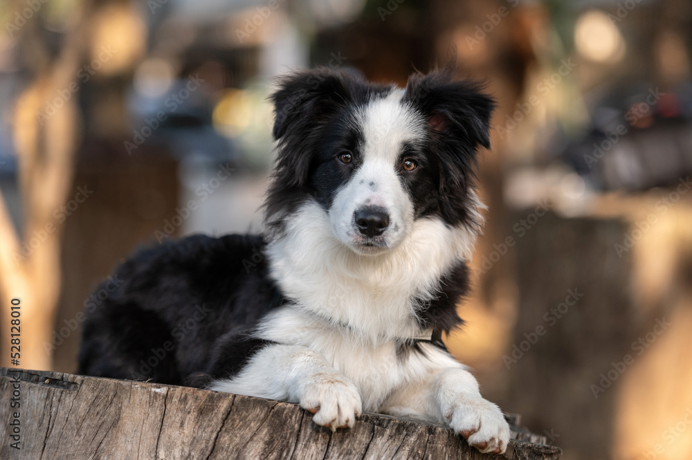 Black and white Border Collie dog posing on wood trunk in the park sticking out the tongue during golden hour 