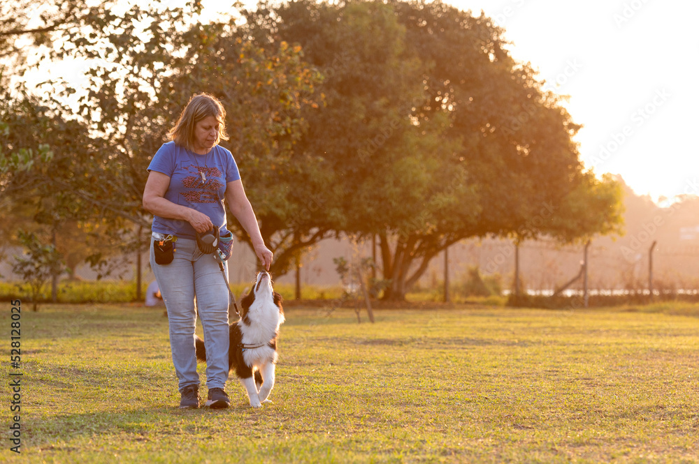 Fototapeta premium Woman training Border Collie dog in the park during golden hour 