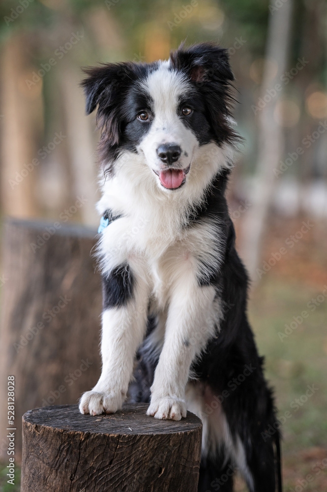 Black and white Border Collie dog posing on wood trunk in the park sticking out the tongue during golden hour Black and white Border Collie dog posing on wood trunk in the park sticking out the tongue during golden hour