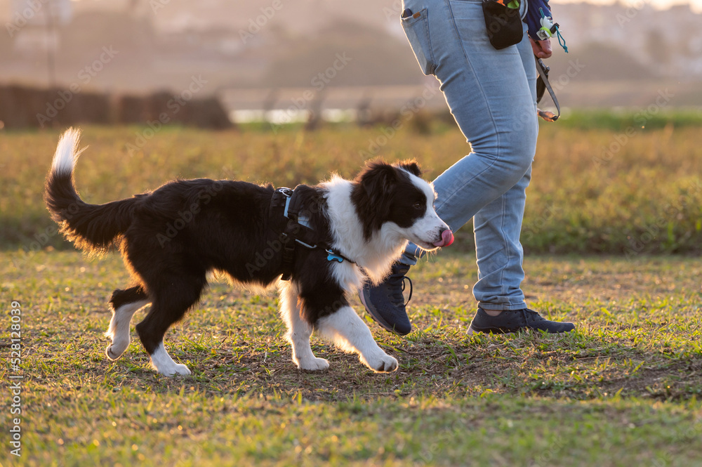 Woman training Border Collie dog in the park during golden hour Woman training Border Collie dog in the park during golden hour