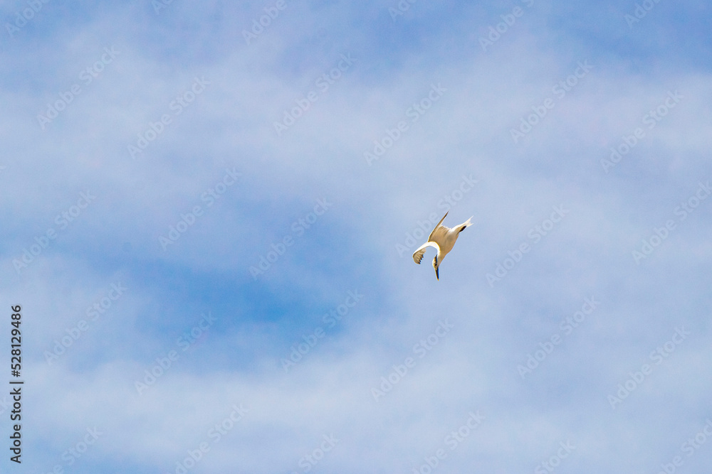 Fototapeta premium Flying seagull bird with blue sky background clouds in Mexico.
