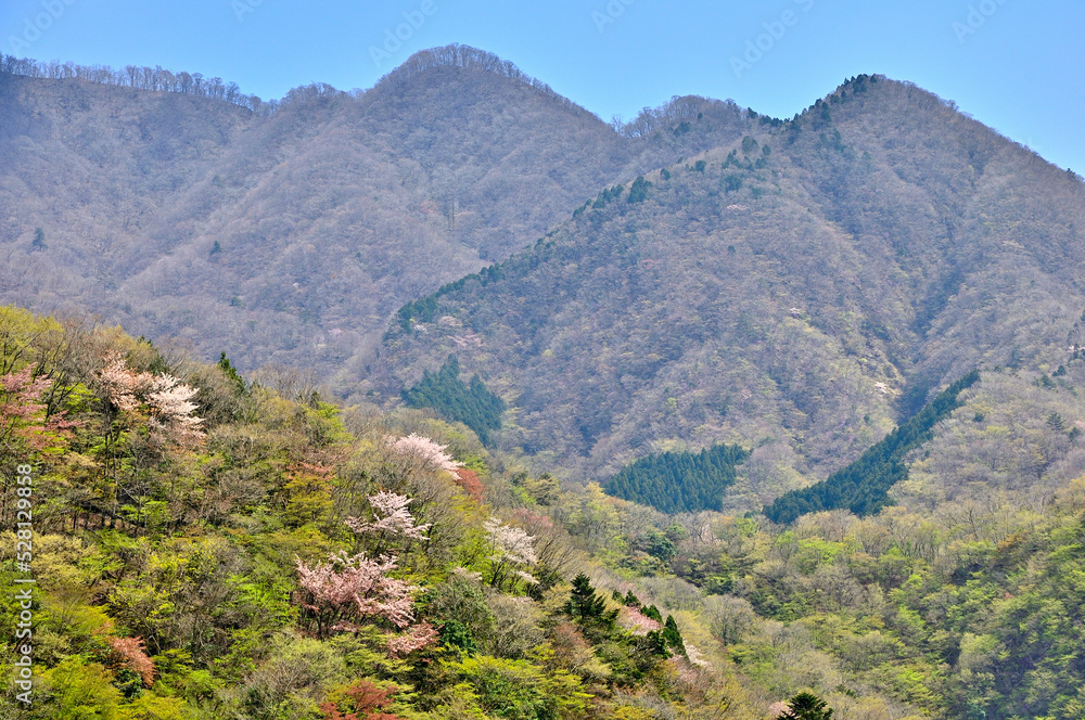 西丹沢　新緑の石棚山稜を望む
丹沢　白石林道より左からヤブ沢ノ頭、板小屋沢ノ頭
