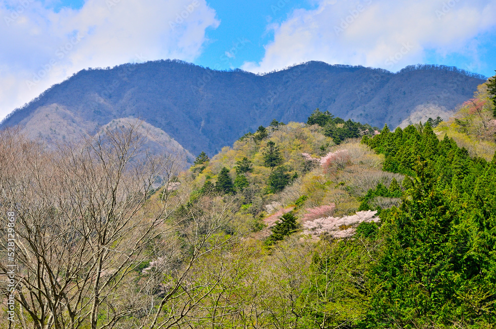 西丹沢　春色の森と日陰の大室山
