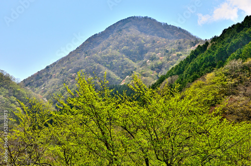 西丹沢 新緑の箒沢権現山 