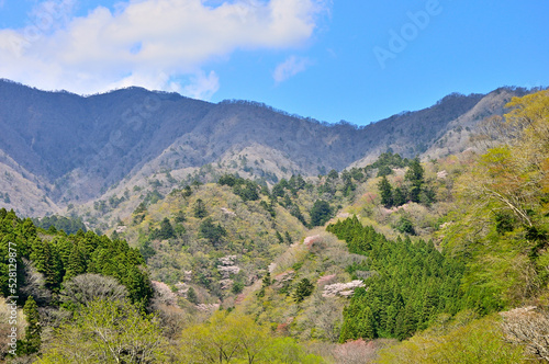 西丹沢　春色の森と日陰の大室山  © Green Cap 55