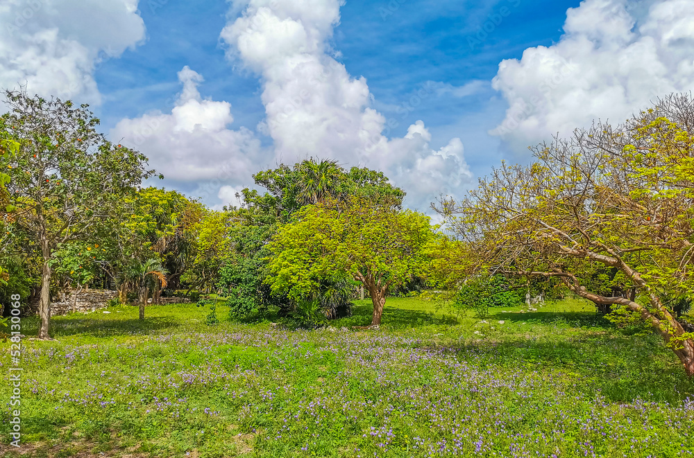 Tropical natural jungle forest palm trees Tulum Mayan ruins Mexico. Tropical natural jungle forest palm trees Tulum Mayan ruins Mexico.