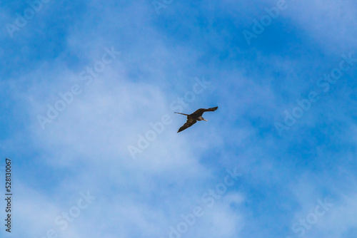 Fregat birds flock fly blue sky clouds background in Mexico.