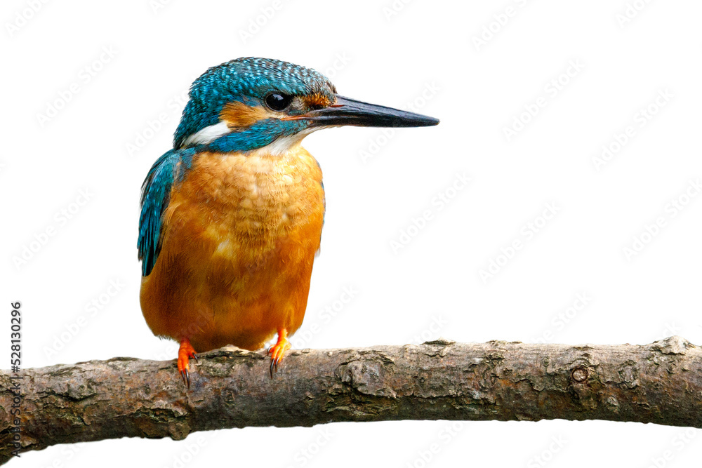 Fototapeta premium River kingfisher male isolated on white background. Common kingfisher, Alcedo atthis, perched on branch near nesting burrow. Flying gemstone. Wildlife nature. Colorful bird in breeding season.