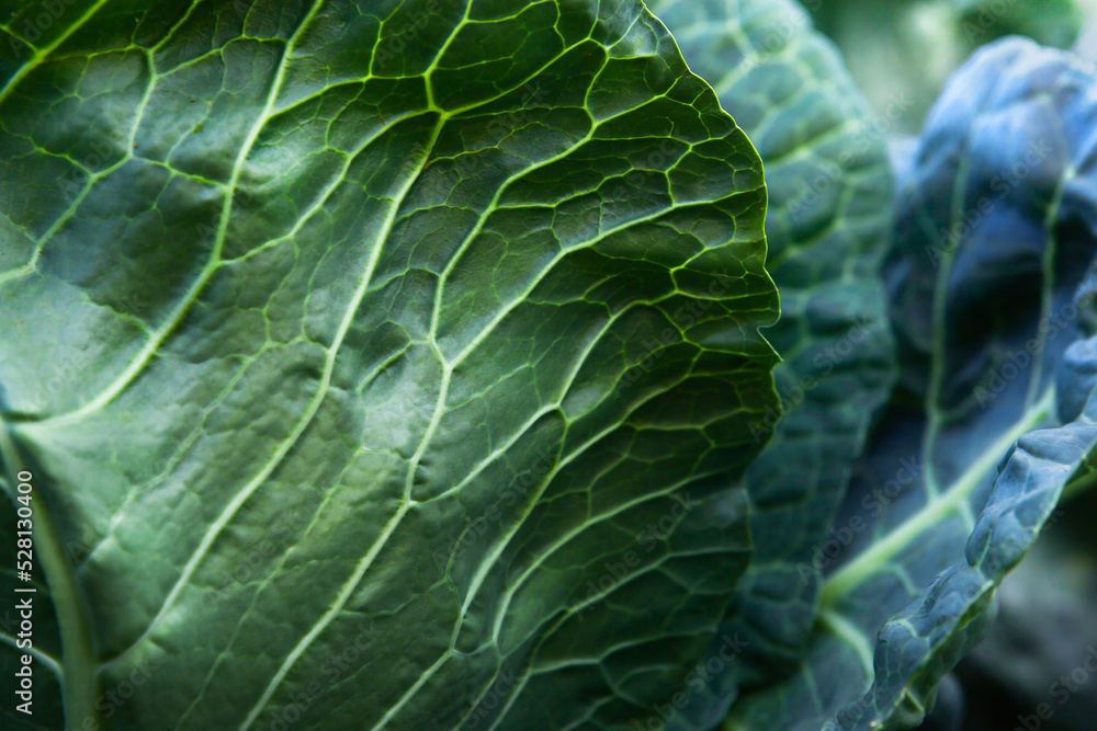 Background in the form of a texture of a fresh cabbage leaf. Background in the form of a texture of a fresh cabbage leaf.