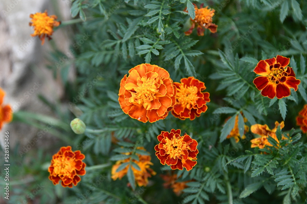 Marigold Flower