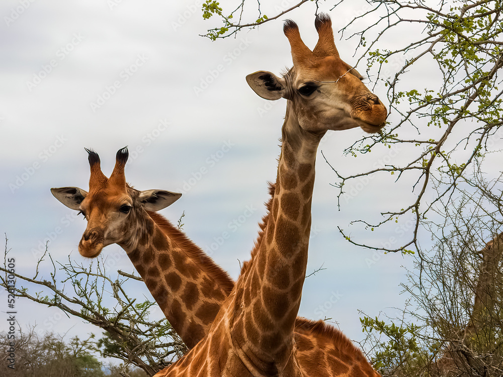 Fototapeta premium Giraffes foraging in the South African savannah. Close up of the necks and heads.