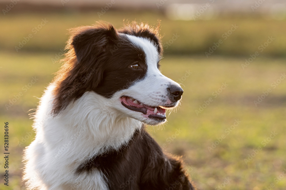 Black and white Border Collie dog posing on the grass in the park sticking out the tongue open mouth in the warm sun during golden hour