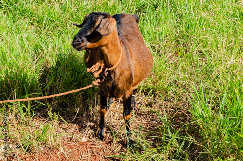 Pregnant Tied Goat photo