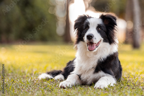 Foto Black and white Border Collie dog posing on the grass in the park sticking out t
