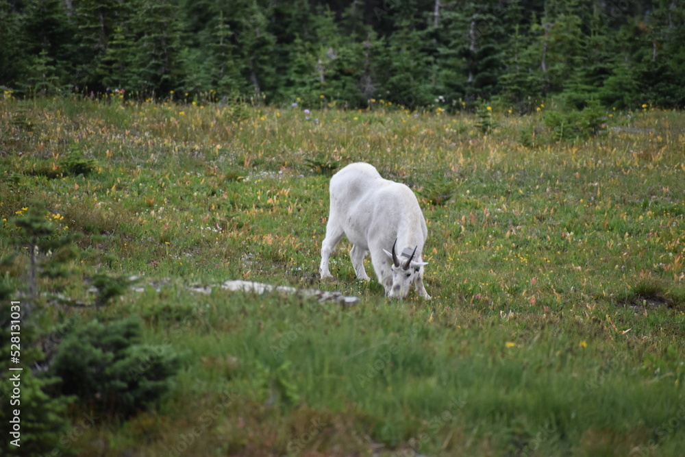 Obraz premium wildlife