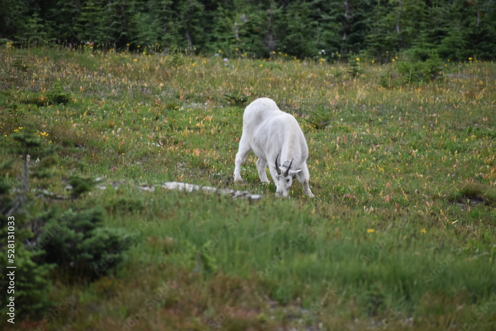 Obraz premium wildlife