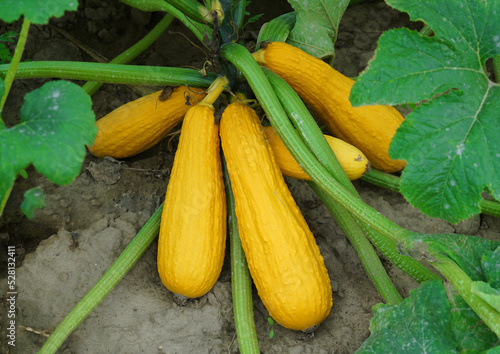 Yellow squash and plant in the farm field