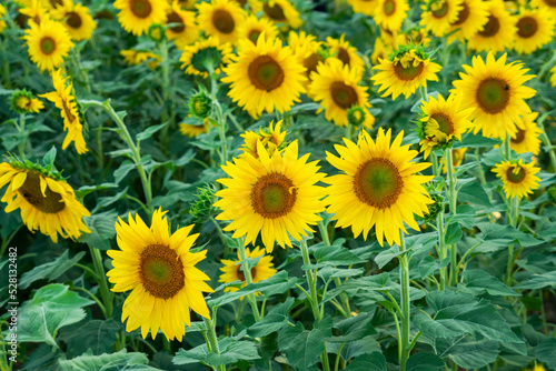 sunflower blooming in the field in summer