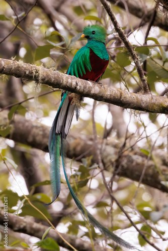 Canvastavla Male resplendent quetzal (Pharomachrus mocinno) perching on a branch near San Ge
