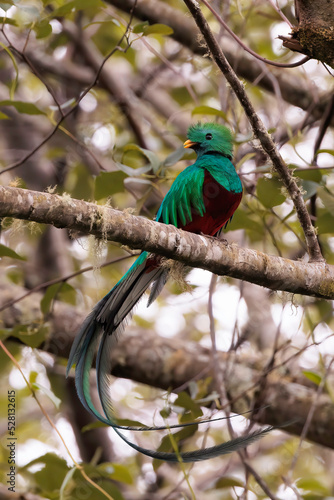 Male resplendent quetzal (Pharomachrus mocinno) perching on a branch near San Gerardo de Dota national park, Costa Rica 