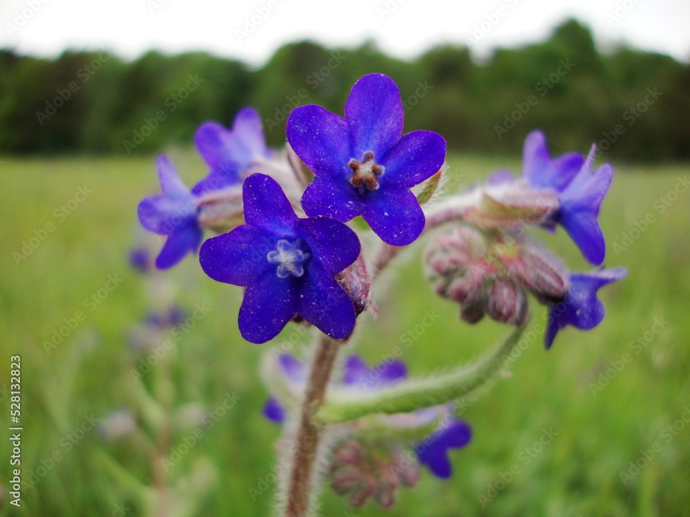 wild purple flower