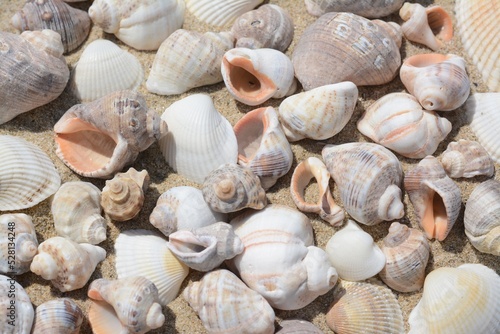Many beautiful sea shells on sand  closeup