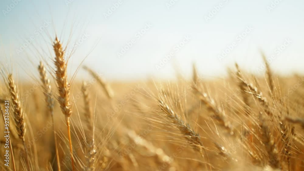 growing cereals in farmland, closeup view of ripe golden ears of wheat or rye, amazing landscape growing cereals in farmland, closeup view of ripe golden ears of wheat or rye, amazing landscape