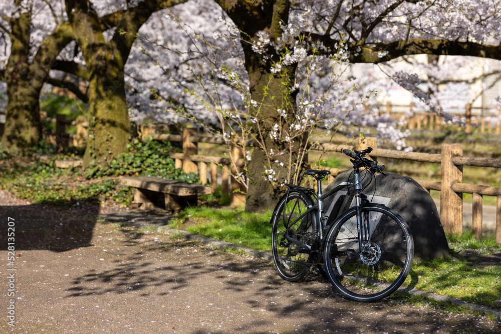 Fototapeta premium 自転車と桜