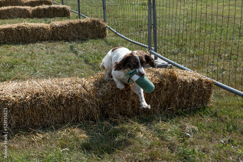 Obraz na płótnie Springer spaniel going over hay bales