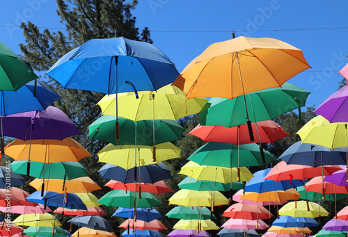 Colorful sunlit umbrellas at Lavender Festival  Cherry Valley  CA