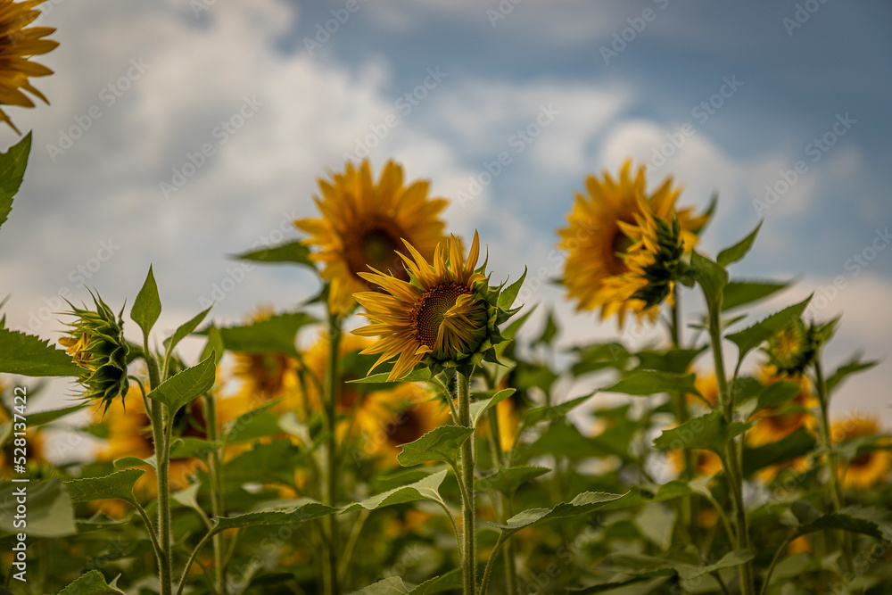 A summer afternoon at the Sunflower field A summer afternoon at the Sunflower field