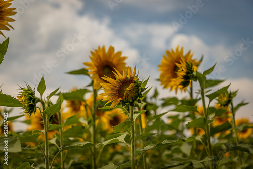 A summer afternoon at the Sunflower field