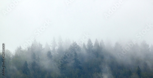 Fog Rolling Through a Forest © couragesings