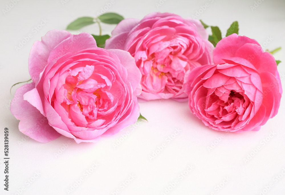 白バックにピンクのバラの花びら、室内のピンクの薔薇のクローズアップ 白バックにピンクのバラの花びら、室内のピンクの薔薇のクローズアップ