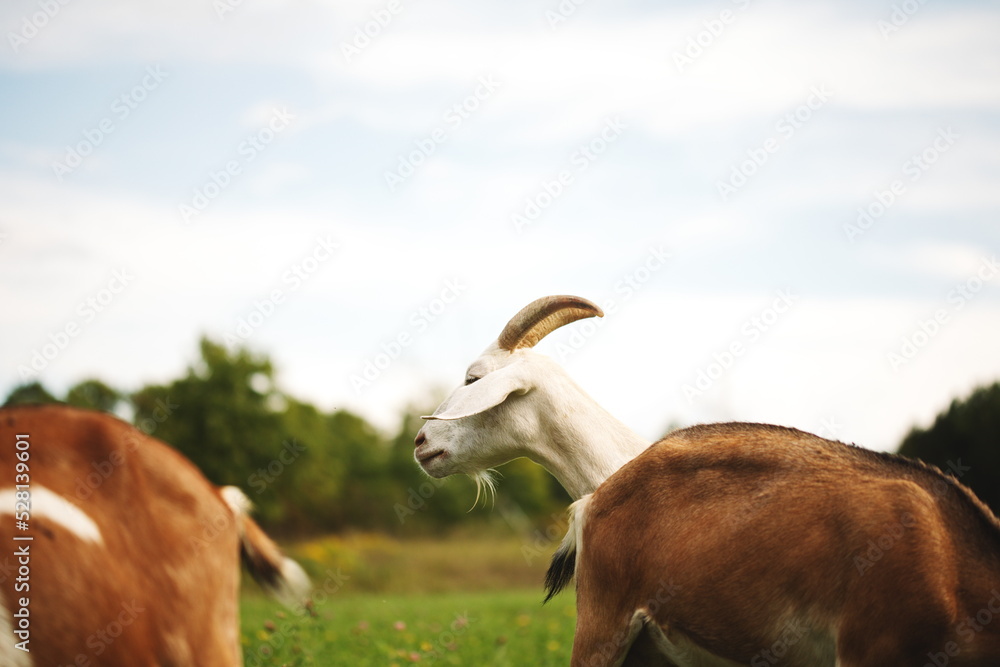Saanan goats on a small farm in Ontario, Canada. Saanan goats on a small farm in Ontario, Canada.