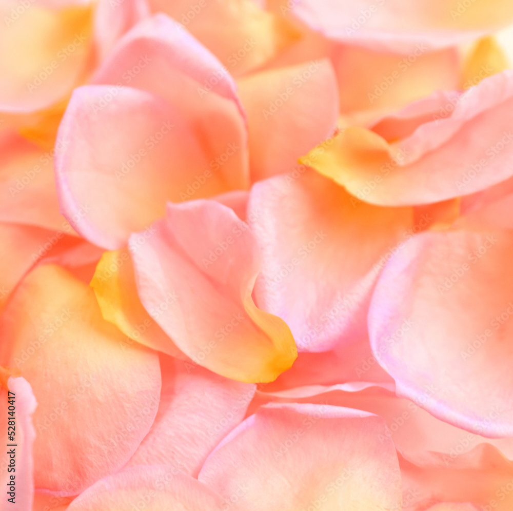 アプリコット色のバラの花、淡いピンクの薔薇