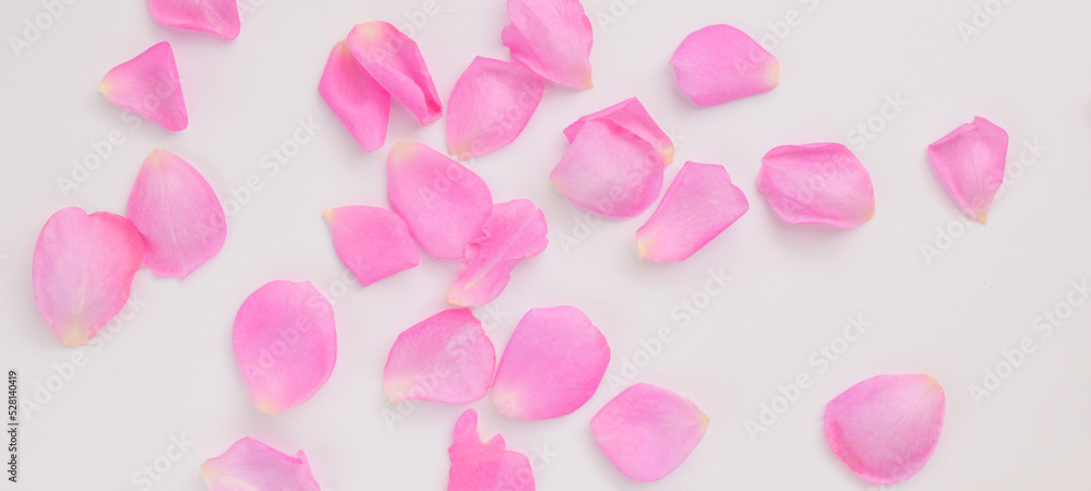 白背景にピンクの薔薇の花びらのフレーム