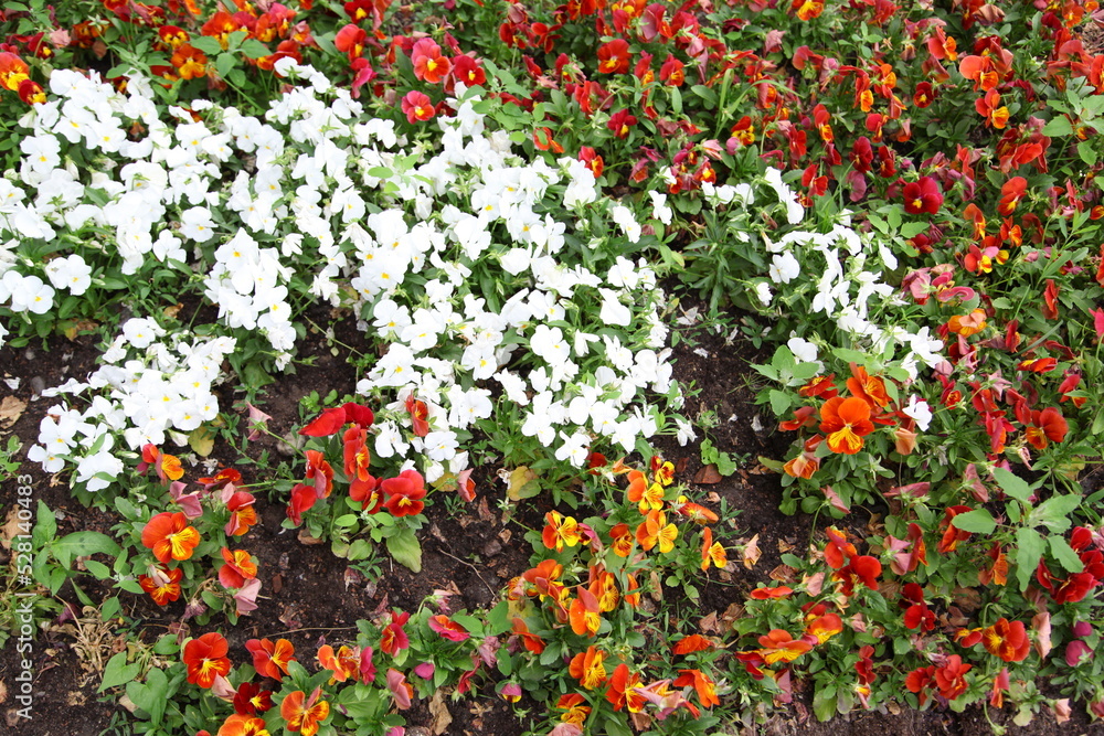 viola tricolor pansy, flowerbed