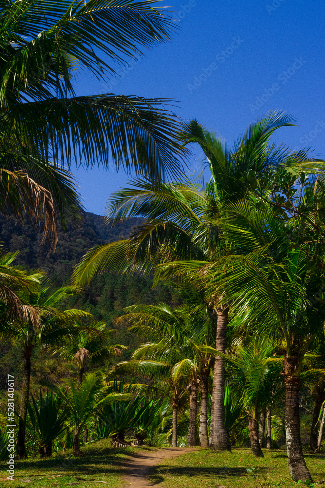 Palm Trees (Praia de Calhetas)
