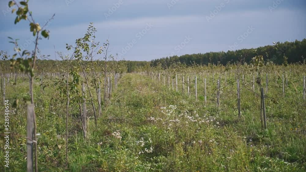Multiple young apple trees growing in the green farmland. Growing fruit trees in the broad agricultural farmland. Growing trees for cultivation in the beautiful orchard farmland. Leaves. Plantation Multiple young apple trees growing in the green farmland. Growing fruit trees in the broad agricultural farmland. Growing trees for cultivation in the beautiful orchard farmland. Leaves. Plantation